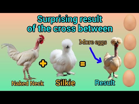 The Silkie Chicken breed and the incredible genetic mutation that gave rise to the Naked Neck Silkie