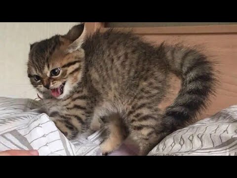 Angry CATS 😺 Videos That Will Have You Almost Choking With Laughter