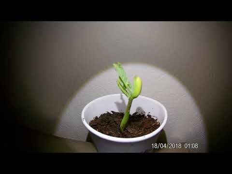 Growing Under White LED Light Time Lapse 4 Days in 1 Minute