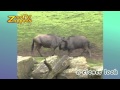 Zoo Safari Blue Wildebeest Fight Vechtende Blauwe Gnoe