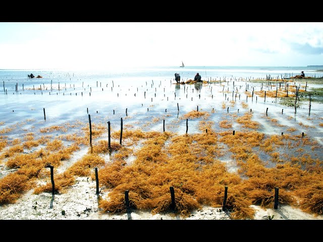 imagen-video-thefoodtech