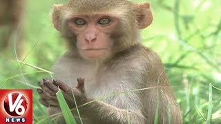 Telangana Government To Setup Monkey Rescue & 