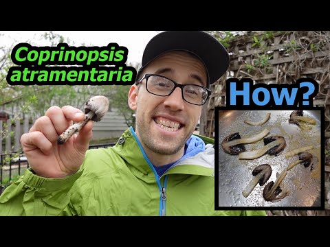 Coprinopsis atramentaria ::: Wie man den „Tippler's Bane“ identifiziert und isst