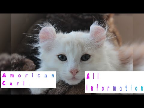 American Curl. Pros and Cons, Price, How to choose, Facts, Care, History