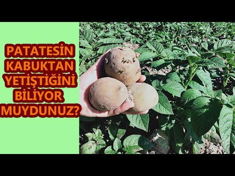 , title : 'PATATES KABUĞU İLE PATATES YETİŞTİRME, 1 KİLO PATATESE 1 ÇUVAL PATATES, PATATES KABUKLARINI ATMAYIN'