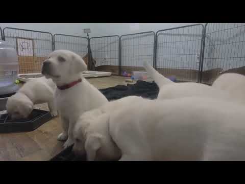 LIVE STREAM Puppy Cam replay! 6 Adorable Labrador Puppies starting their 6th Week! Feb 24