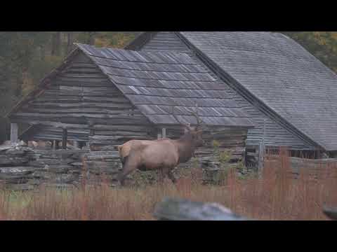 NC Elk herd on the morning of 16 Oct 2022