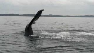 preview picture of video 'Best of 2008 Quoddy Link Marine'