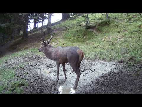 brame du cerf 2023. cerf filmé avec une caméra piège au mois d'octobre.