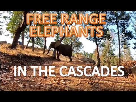 FREE RANGE ELEPHANTS IN THE CASCADES