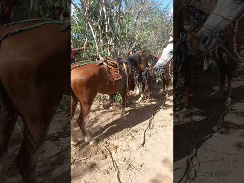 Cavalo Show