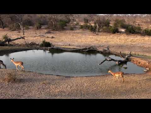 Djuma: Nyala bull with Impala herd - 16:282 - 09/18/18