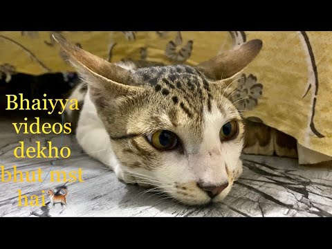Most funniest cats ( billi 🐈 ka khel with masoom chahra