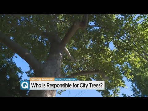 Sacramento Homeowner Must Pay Thousands For Damage By City-Owned Tree