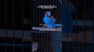 Download lagu single fighter slup gacorr #lbfighter #abflbf mp3