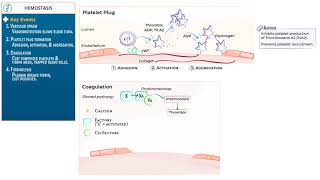 Hemostasis by Ditki, Medical & Biological Sciences!