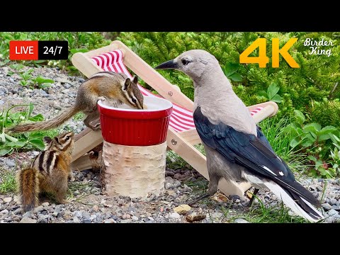🔴 24/7 LIVE: Cat TV for Cats to Watch 😺 Cute Birds Chipmunks and Squirrels 4K