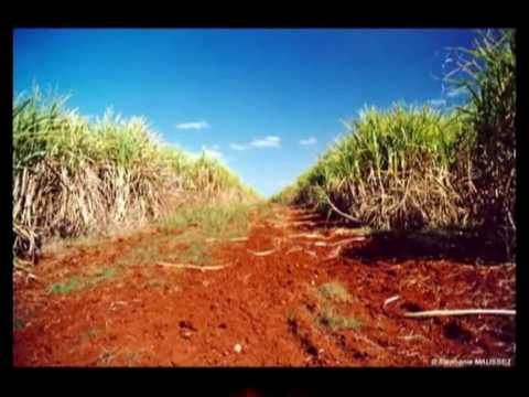 Sugarcane Fields-Cuba