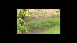 Help! A Silent Scream. Short Film About Bullying And Self Harming