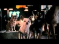 Babe Pig In The City Official Trailer 1 Mickey Rooney Movie 1998 HD