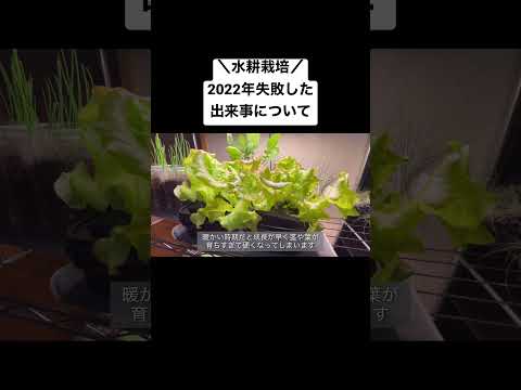 ガーデンクレソン 植物