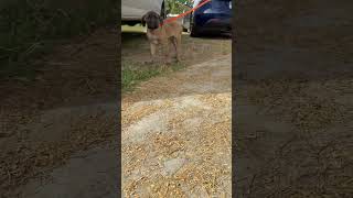 Video preview image #1 Mutt Puppy For Sale in Goodyear, AZ, USA