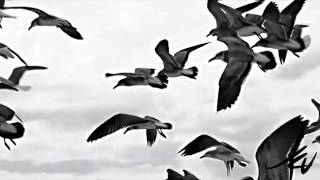 Laurie Anderson The Beginning Of Memory Homeland PL