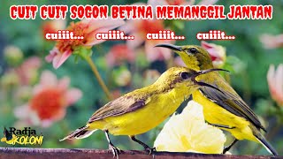 Download lagu CUIT CUIT SOGON BETINA MEMANGGIL JANTAN 💯% AMPUH UNTUK PANCINGAN SOGON AGAR BUNYI mp3 Download lagu CUIT CUIT SOGON BETINA MEMANGGIL JANTAN 💯% AMPUH UNTUK PANCINGAN SOGON AGAR BUNYI mp3