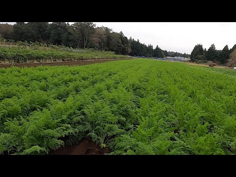 バルコニーの植栽 2月 徐々にペチュニアの量を増やす 植栽