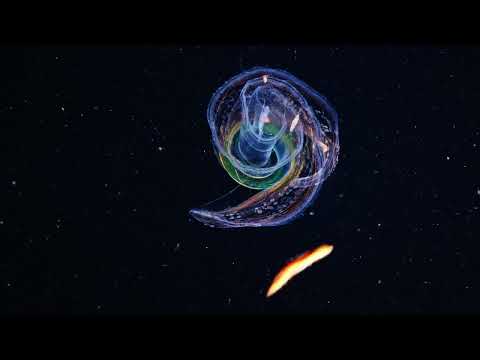Videoclip de And Nothing Is Forever (Cosmodelica Electric Eden Remix) — The Cure