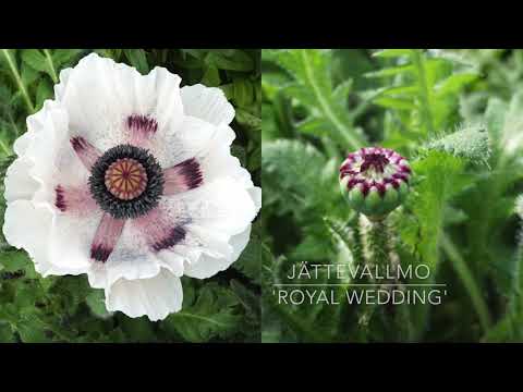 PERENNER med Maria på Gunnebo Trädgård