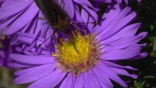preview picture of video 'Butterflies in Garden _ Vlinders in de tuin (JVC HD Everio GZ-HM335)'