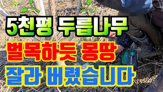 두릅나무 오래 되다보니 죽고 꽃이펴서 올해 전지하는 방법을 바꿨습니다. 내 밭 여건에 맞는 전지방법 선택하셔…