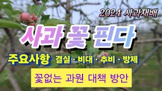 [사과재배] 사과 꽃 본격 피다