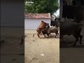 Bokep