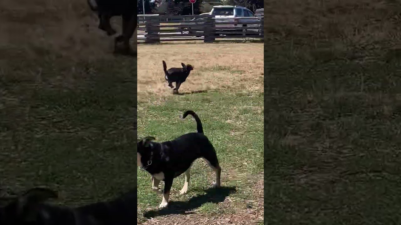 Spring, a ADOPTABLE mixed breed in North Vancouver, BC video 5/5