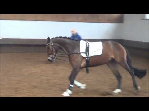 Quincafura v  Quinturo   Calypso II