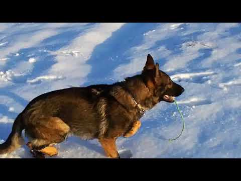 Quatro Hexer - power training