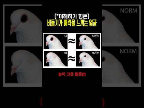 비둘기가 선호하는 얼굴