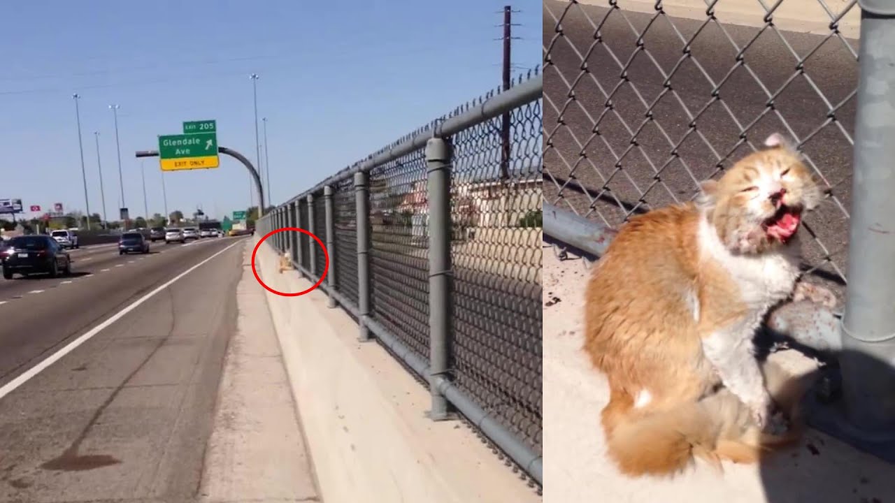 A brave man risked his life to save a terrified cat, crying desperately for help on the freeway!