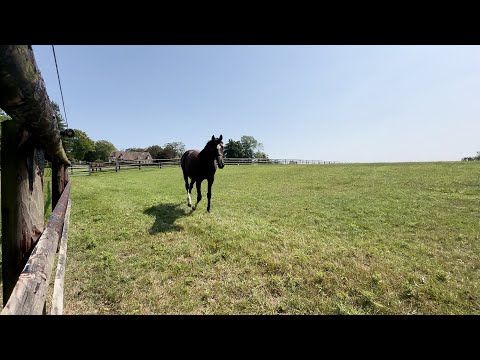 A Select Look at the Monceaux Draft for Arqana