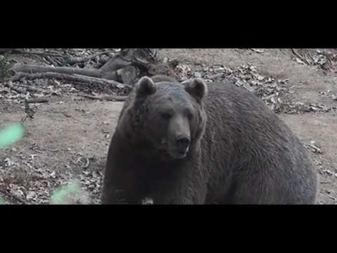 Grizzly Bear Attacks Idaho Elk Hunter On October 18th, 2025, Near Island Park, Idaho