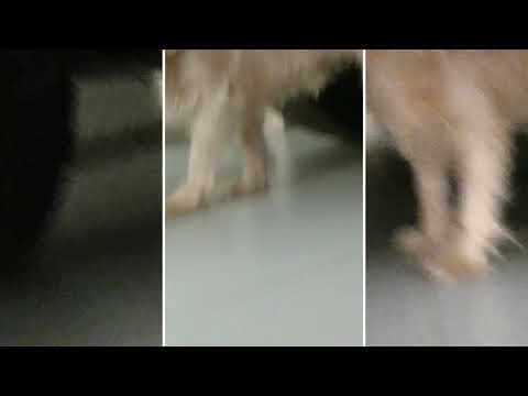 Lhasa apso| # best family dog | best dog breed /toasty 😍