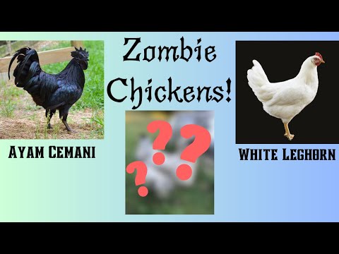 I've Got Zombie Chicken Eggs!