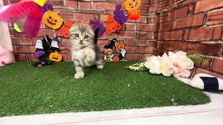 スコティッシュフォールドの動画01