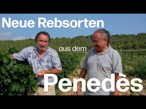 Delinat-Winzer Albet i Noya geht neue Wege: Robuste Traubensorten im Penedès