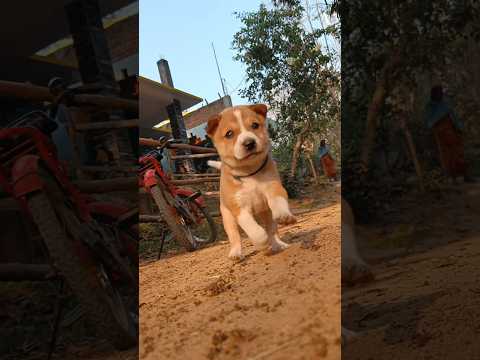 Reel tagged #animals