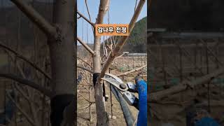 Download lagu 감나무 전정 2원칙 mp3