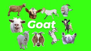 Animated Goat GIF Green Screen Pack (Free Download)
