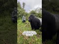 Silverback Gorilla Beating His Chest Mountaingorilla Silverbackgorilla Gorillatrekking